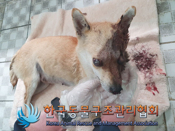 한국동물구조관리협회_441414202300348