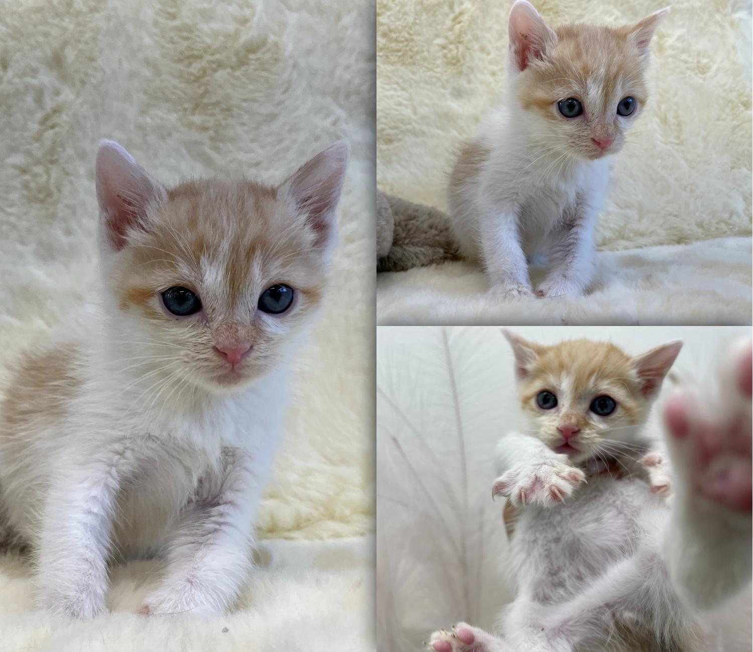 [고양이] 한국 고양이 경북-경주-2023-00476 유기동물 배경 이미지 입니다.