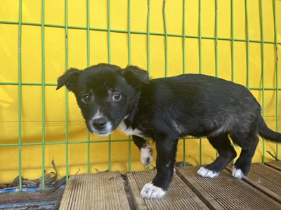 장흥군 동물보호센터_446491202300073