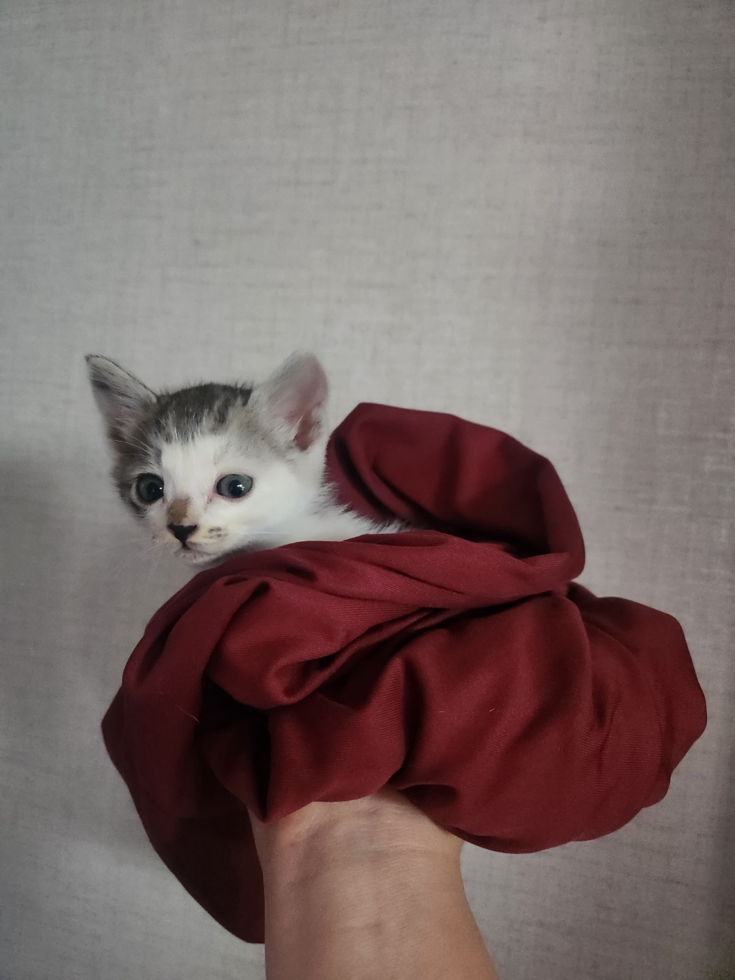 멘토동물병원_427346202300527