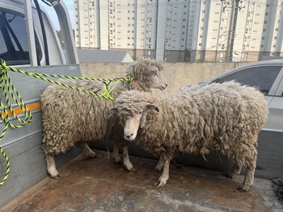 장흥군 동물보호센터_446491202300087