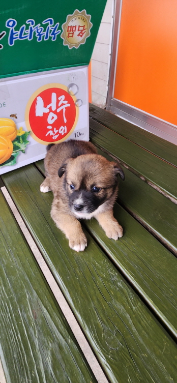 익산유기동물보호소_445468202301077