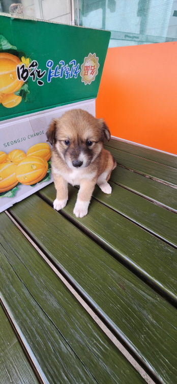 익산유기동물보호소_445468202301072