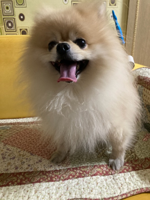 유기동물보호센터_447507202300054