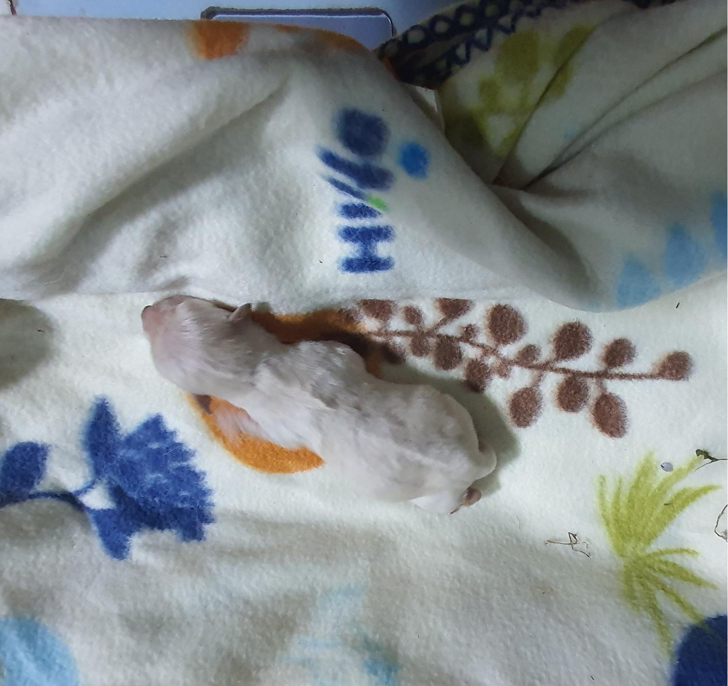 김천시 동물보호센터_447506202300142