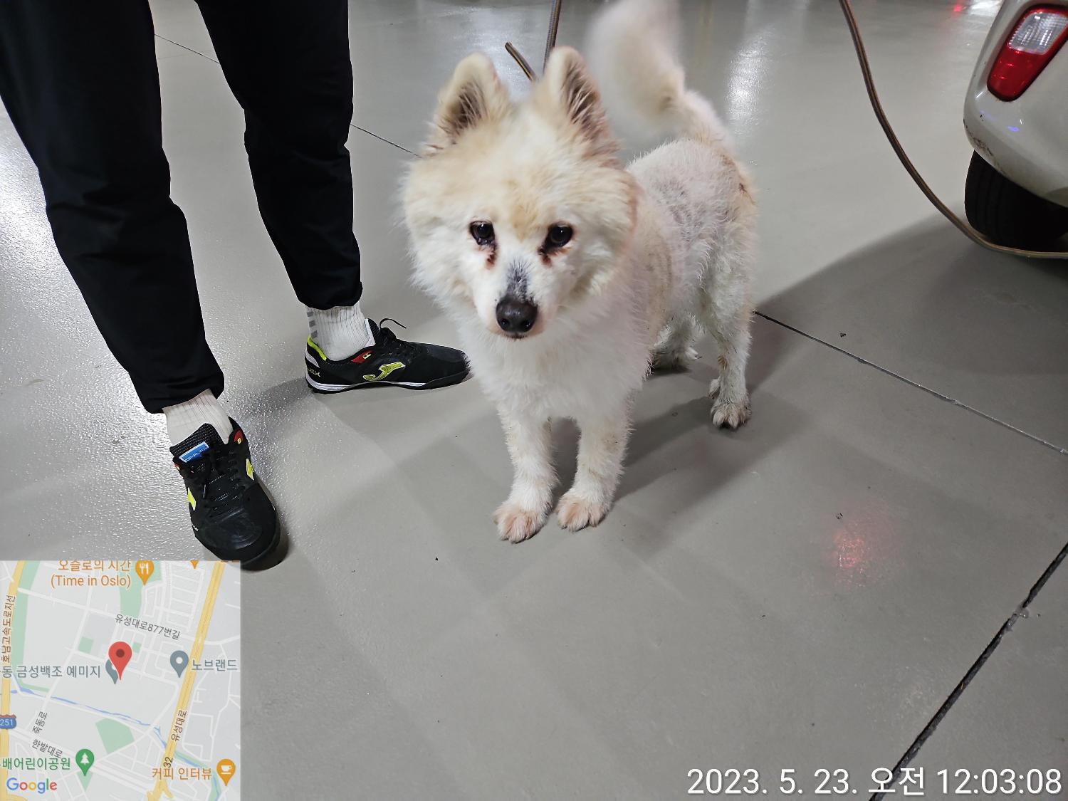 대전동물보호센터_430367202300313