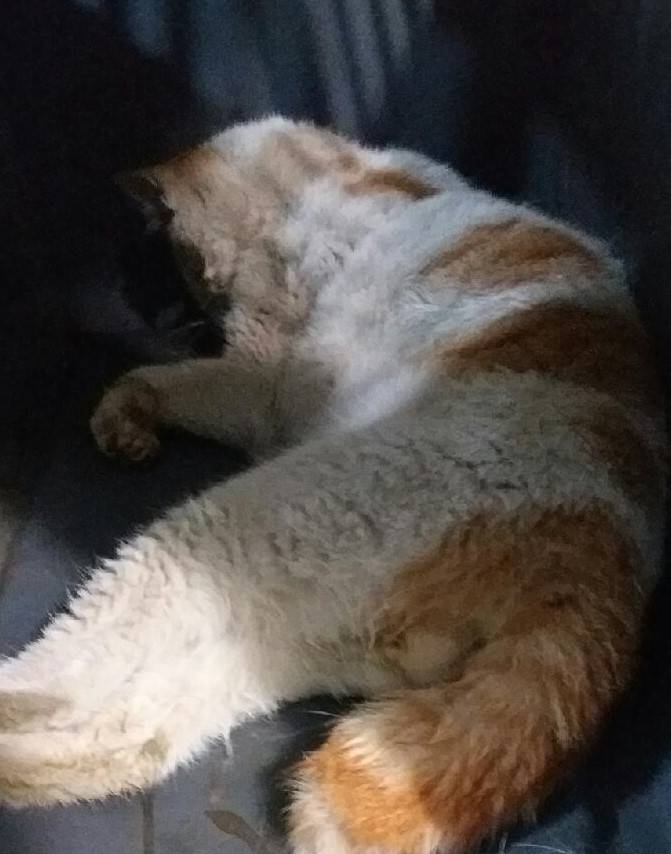 대구유기동물보호센터_427342202300319