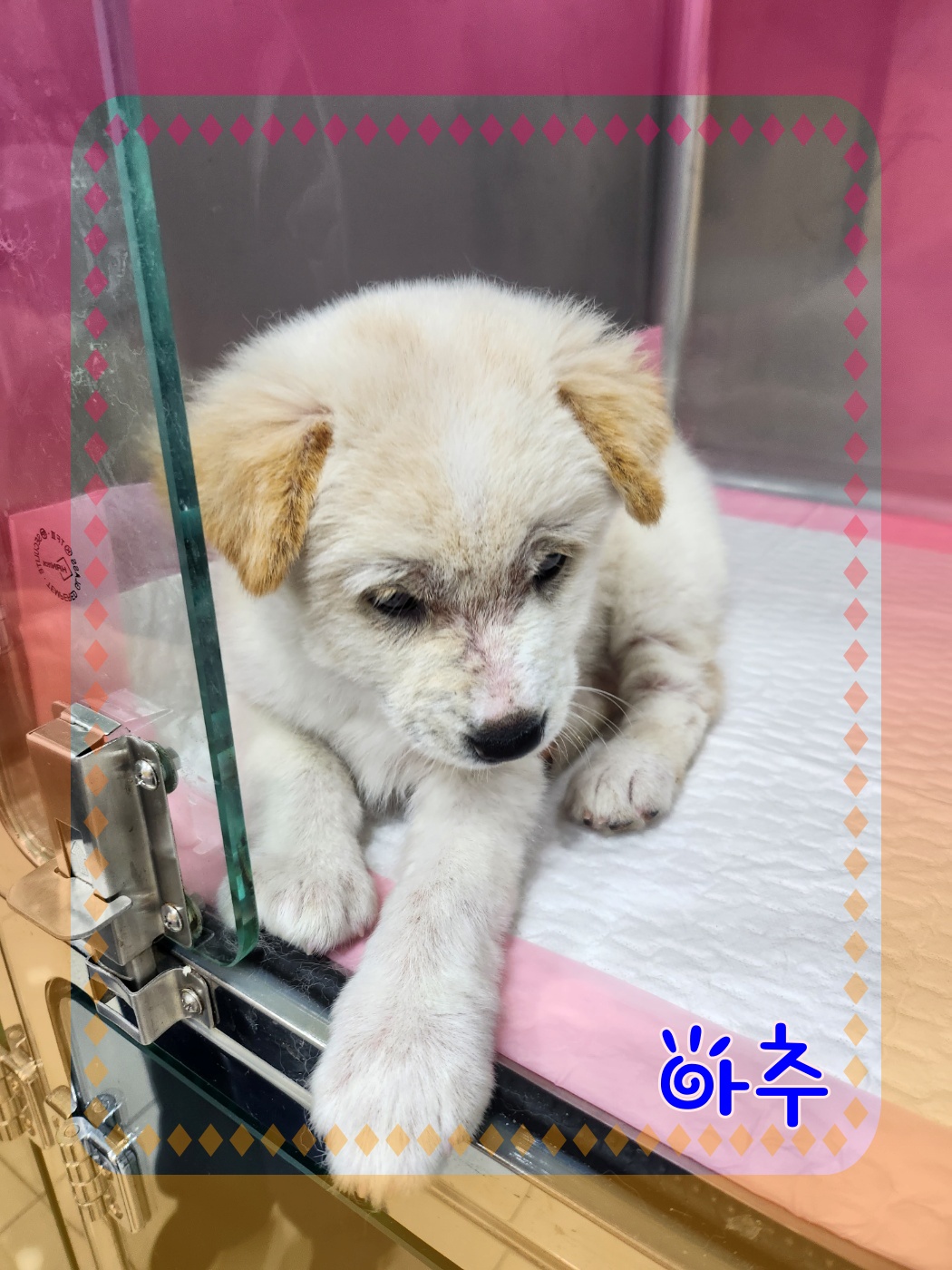 군산유기동물보호센터_445467202300867