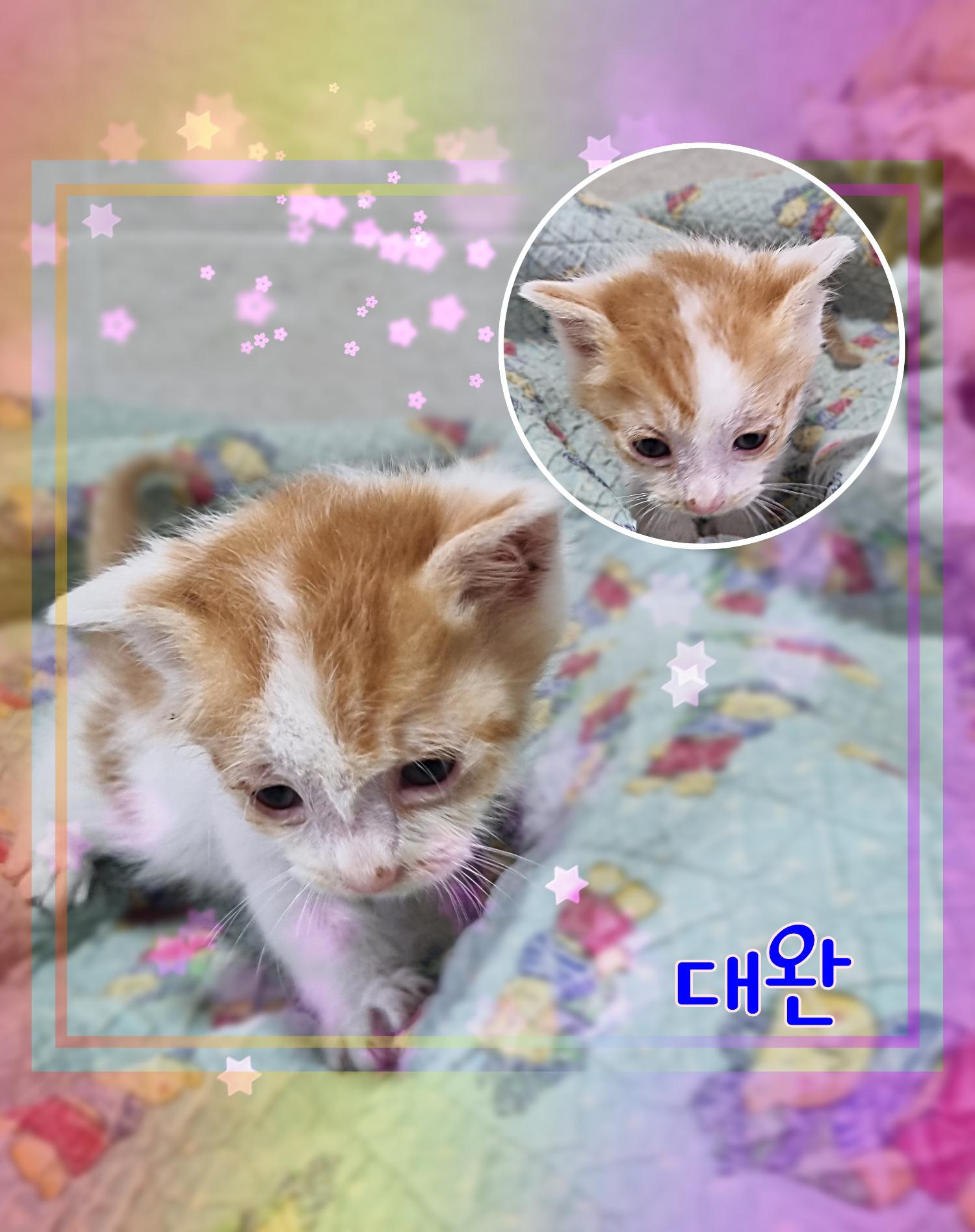 군산유기동물보호센터_445467202300868