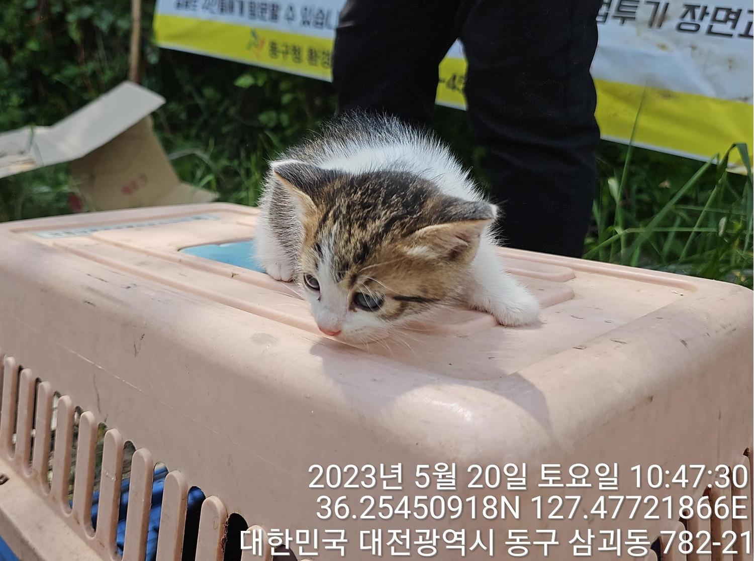 대전동물보호센터_430364202300162