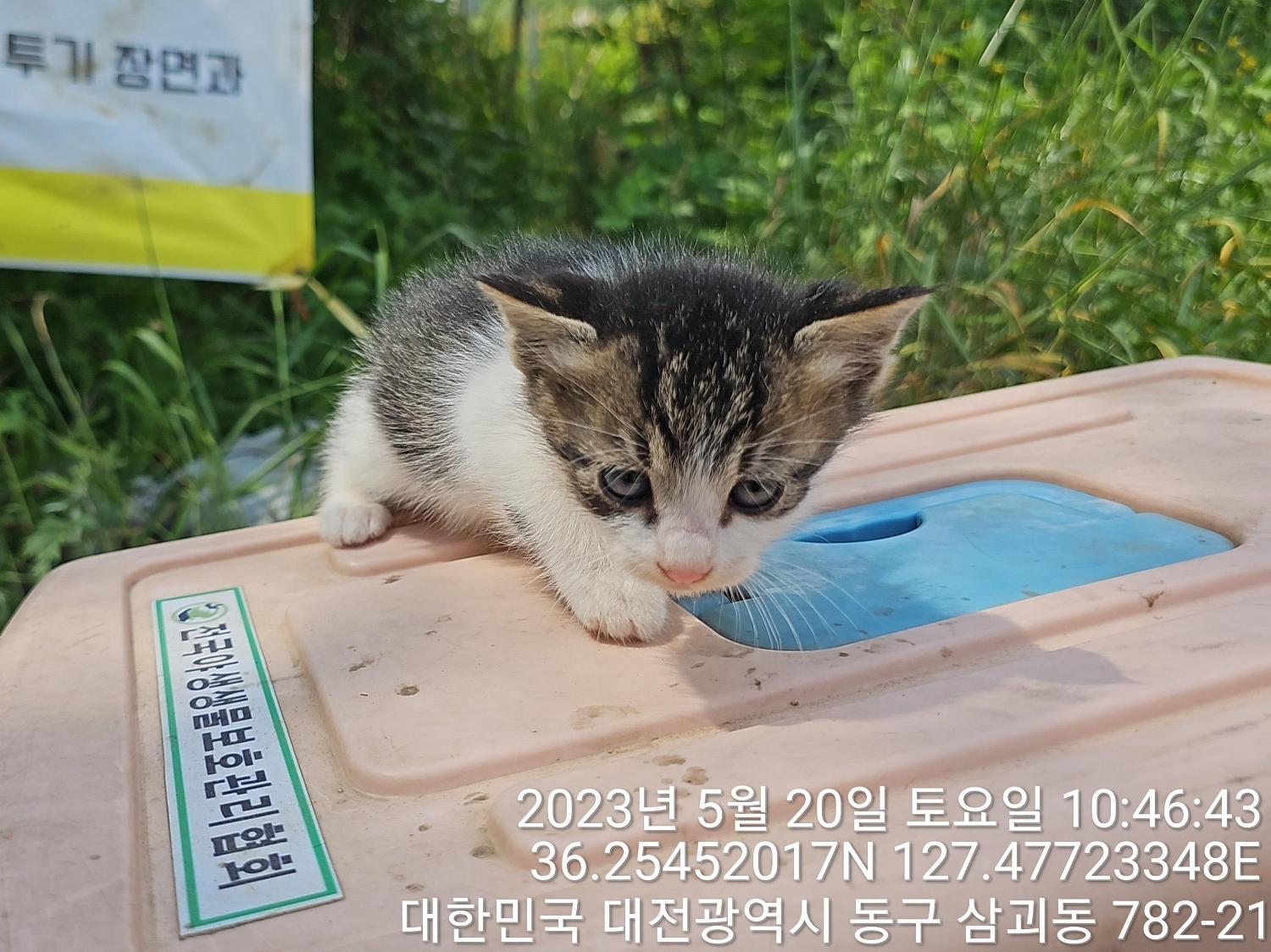 대전동물보호센터_430364202300163