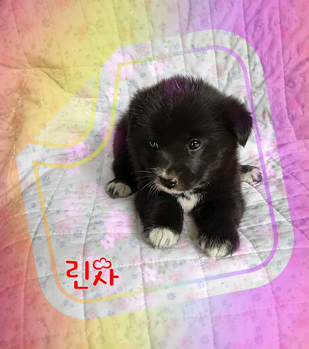 군산유기동물보호센터_445467202300872