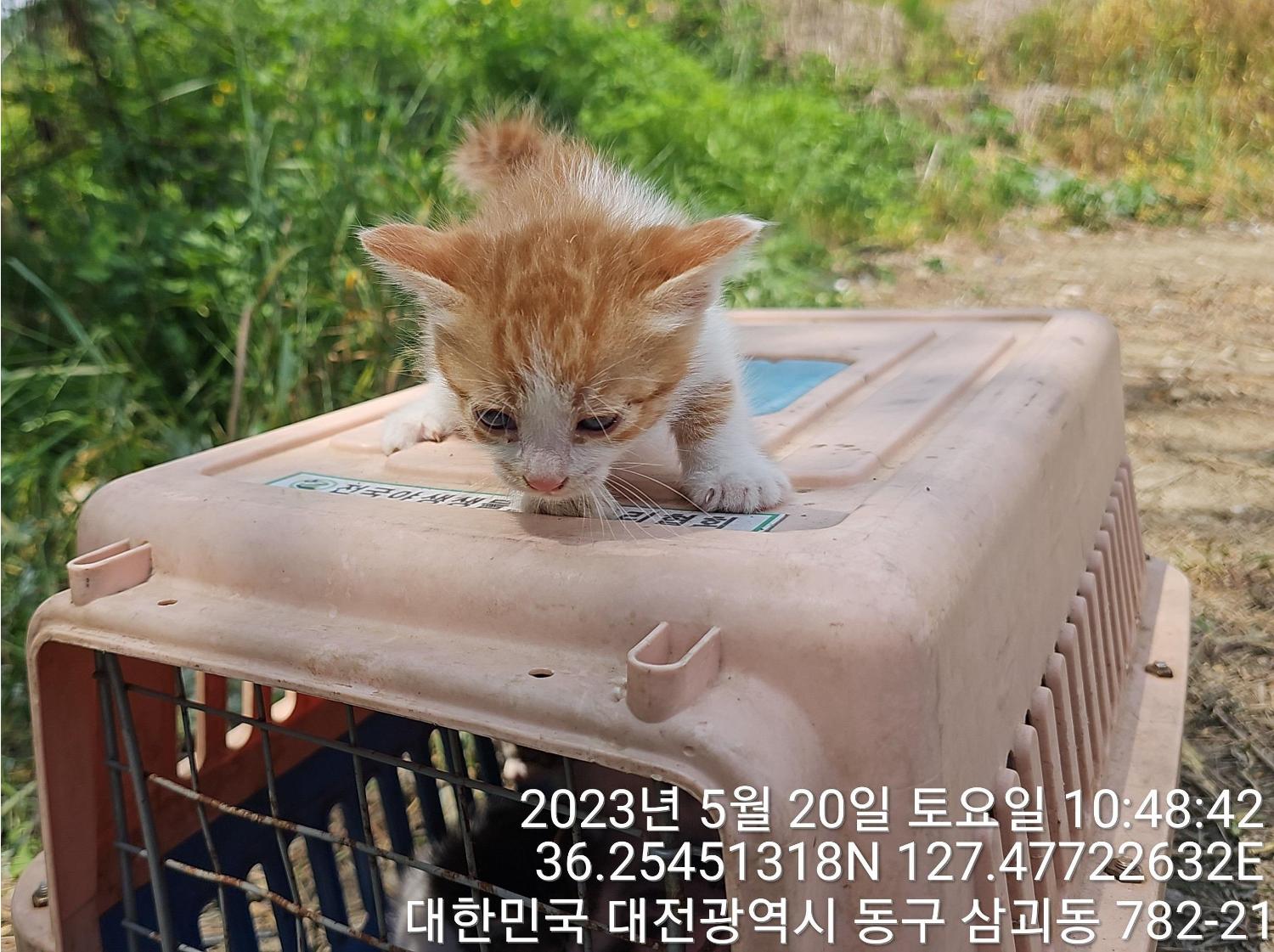 대전동물보호센터_430364202300164