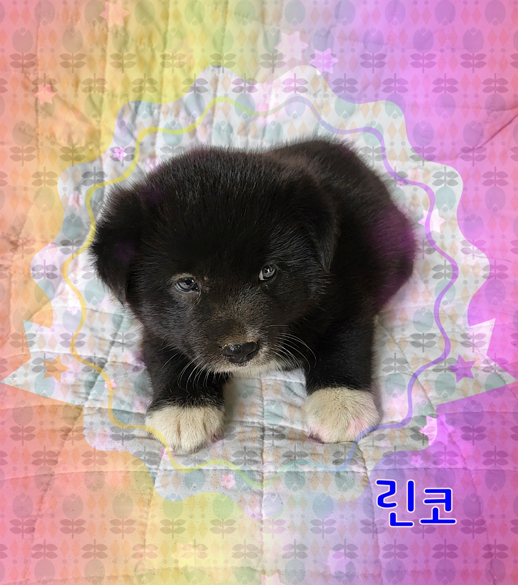군산유기동물보호센터_445467202300871