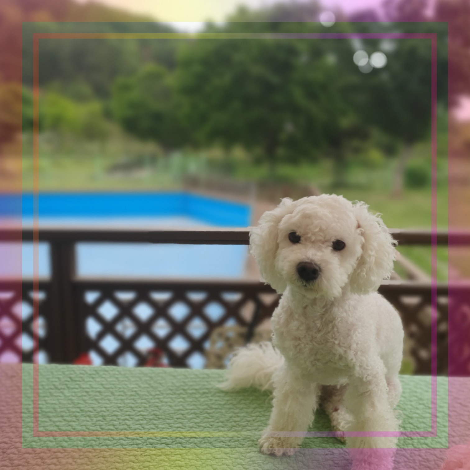 군산유기동물보호센터_445467202300870