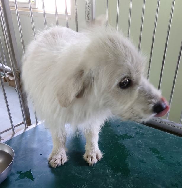 보령시유기동물보호소_444451202300502