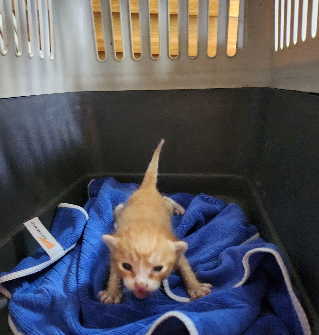 울산유기동물보호센터_431372202300224