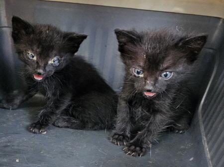 원주유기동물보호센터_442419202300276