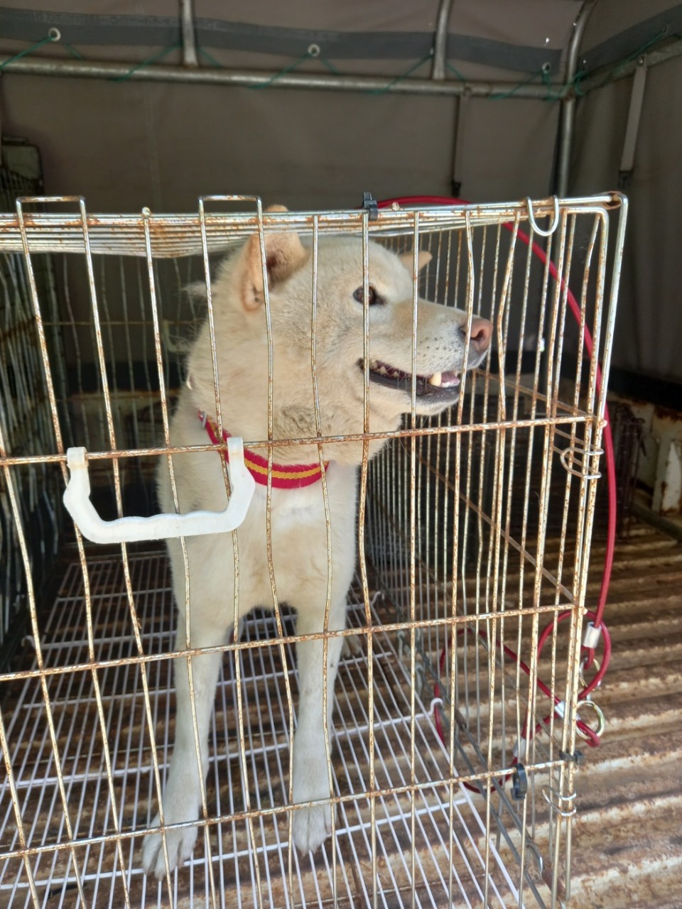 양평군유기동물보호소_441417202300381