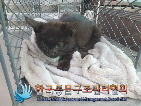 한국동물구조관리협회_441414202300350