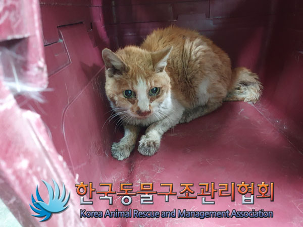 한국동물구조관리협회_411300202300177