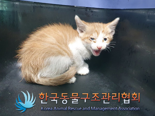 한국동물구조관리협회_411310202300236