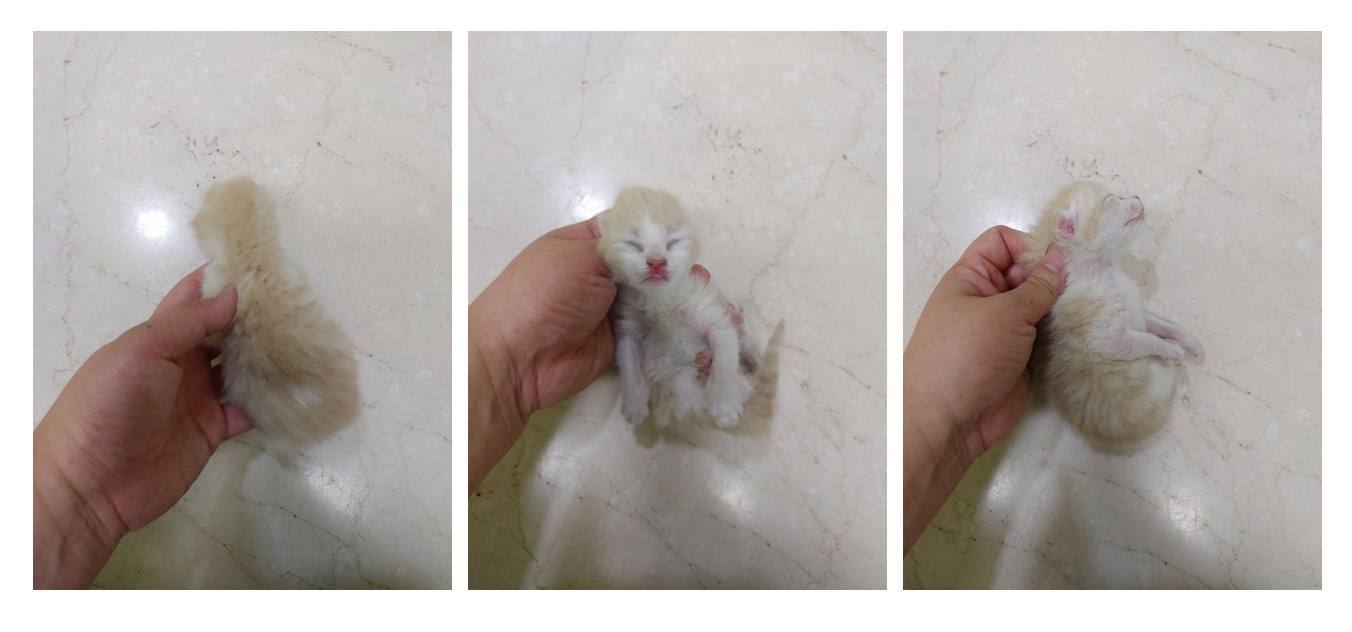 스타캣츠_441393202300854