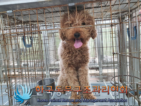 한국동물구조관리협회_441406202300701