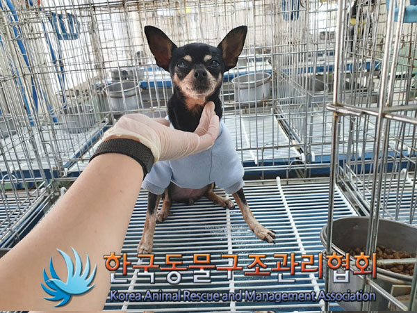 한국동물구조관리협회_411305202300250