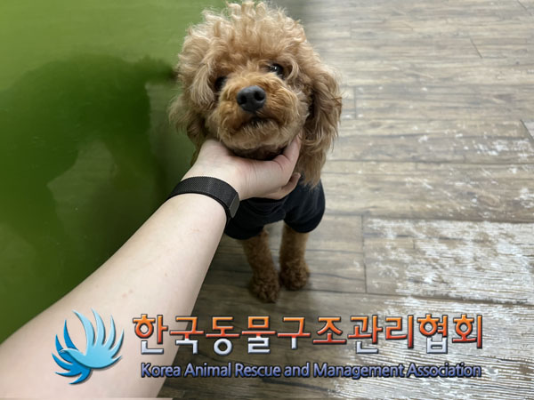 한국동물구조관리협회_441382202300342