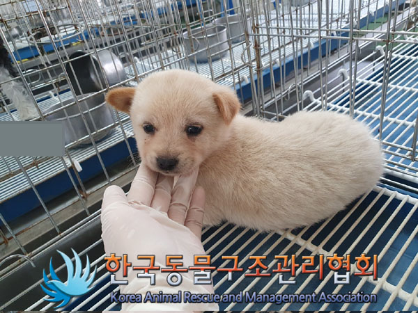 한국동물구조관리협회_441406202300708
