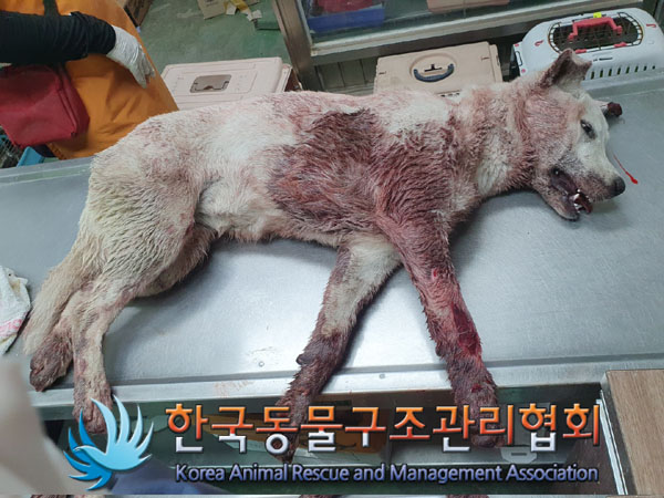한국동물구조관리협회_441406202300702