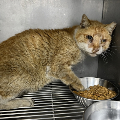 누리동물병원_426333202300381