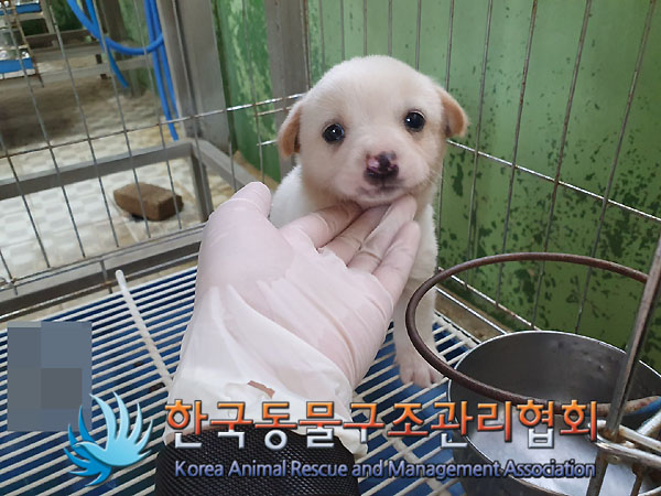 한국동물구조관리협회_441406202300705