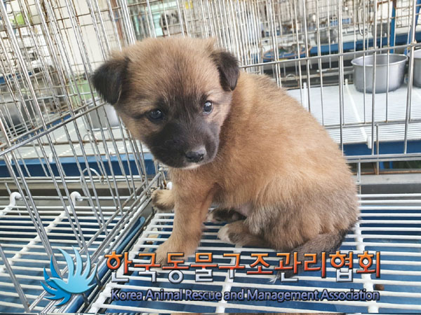 한국동물구조관리협회_441406202300706