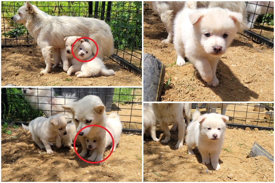 무안군유기동물보호소_446495202300124