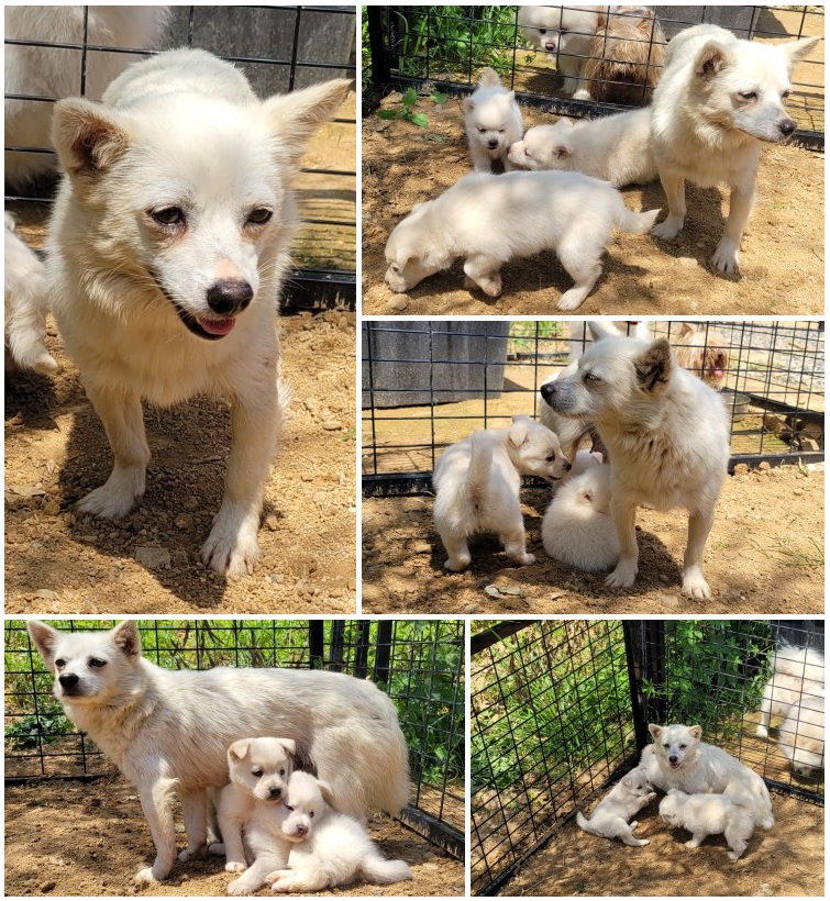 무안군유기동물보호소_446495202300122