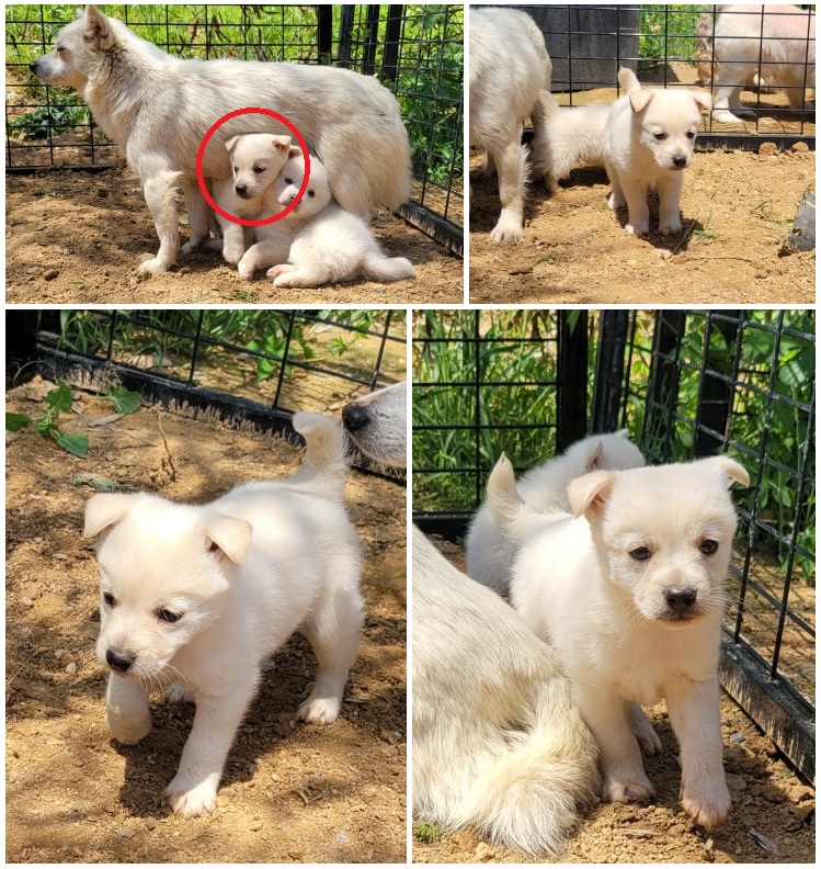 무안군유기동물보호소_446495202300123