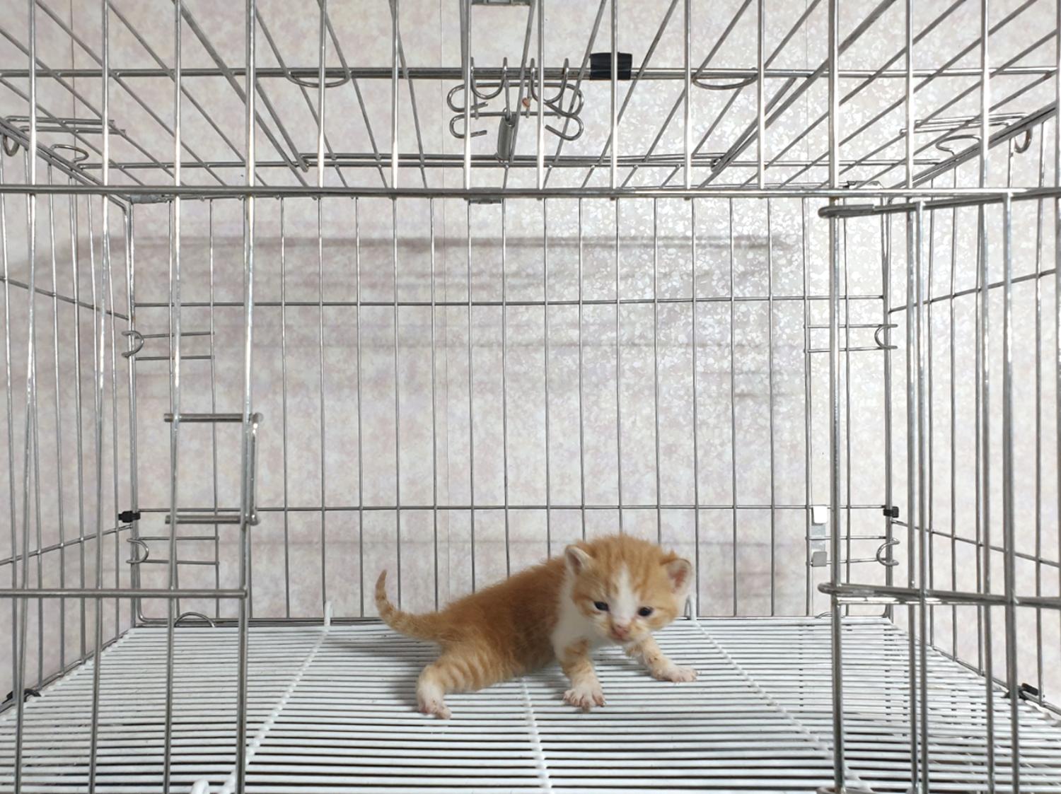 [고양이] 한국 고양이 경기-이천-2023-00267 유기동물 배경 이미지 입니다.