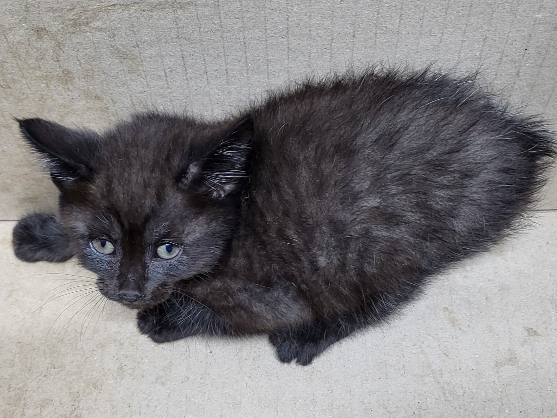 밀양시동물보호센터_448536202301120