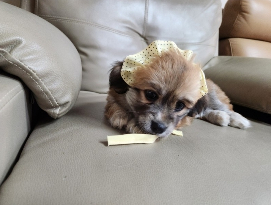 유기동물보호센터_447507202300059