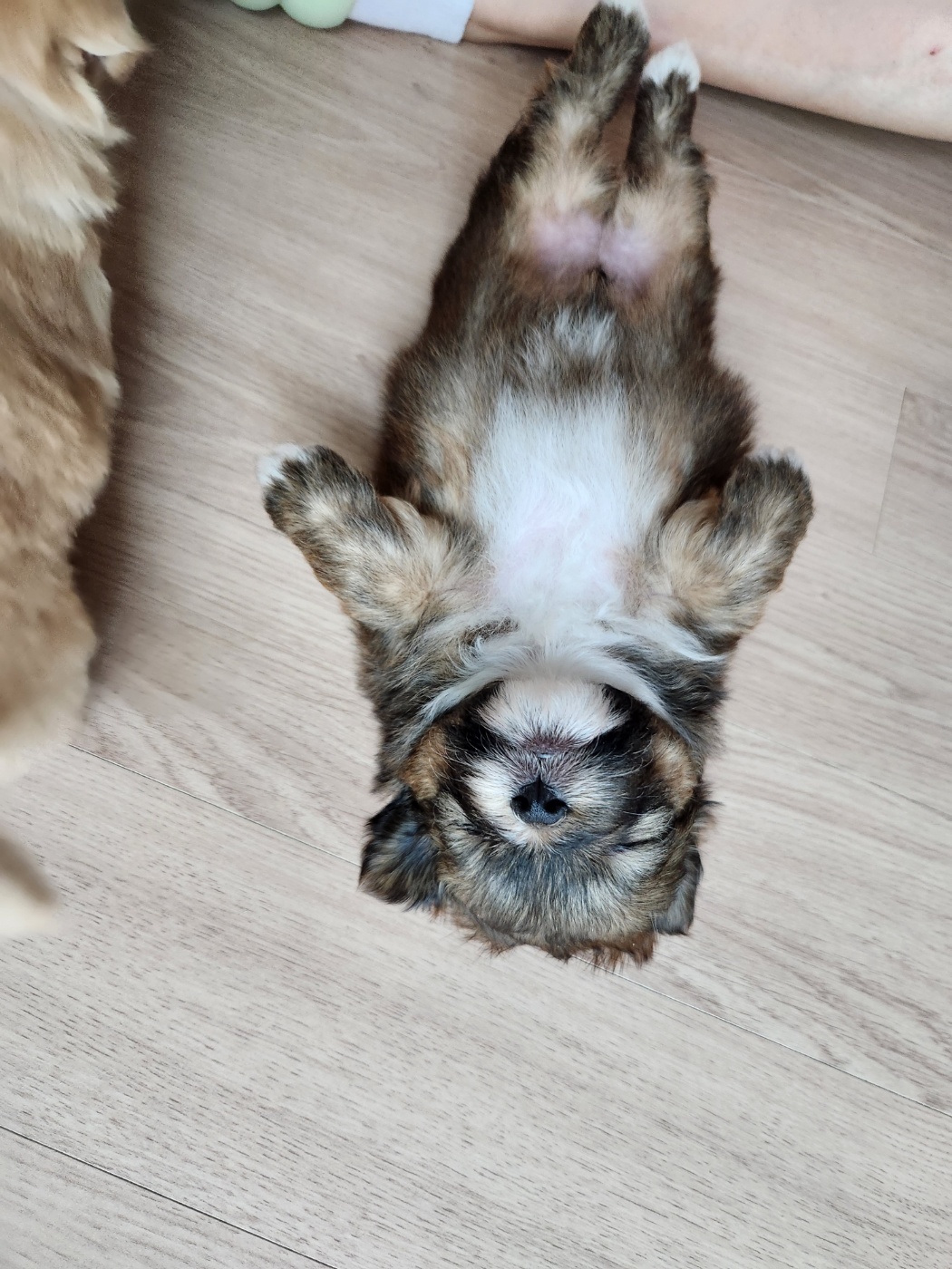 유기동물보호센터_447507202300058