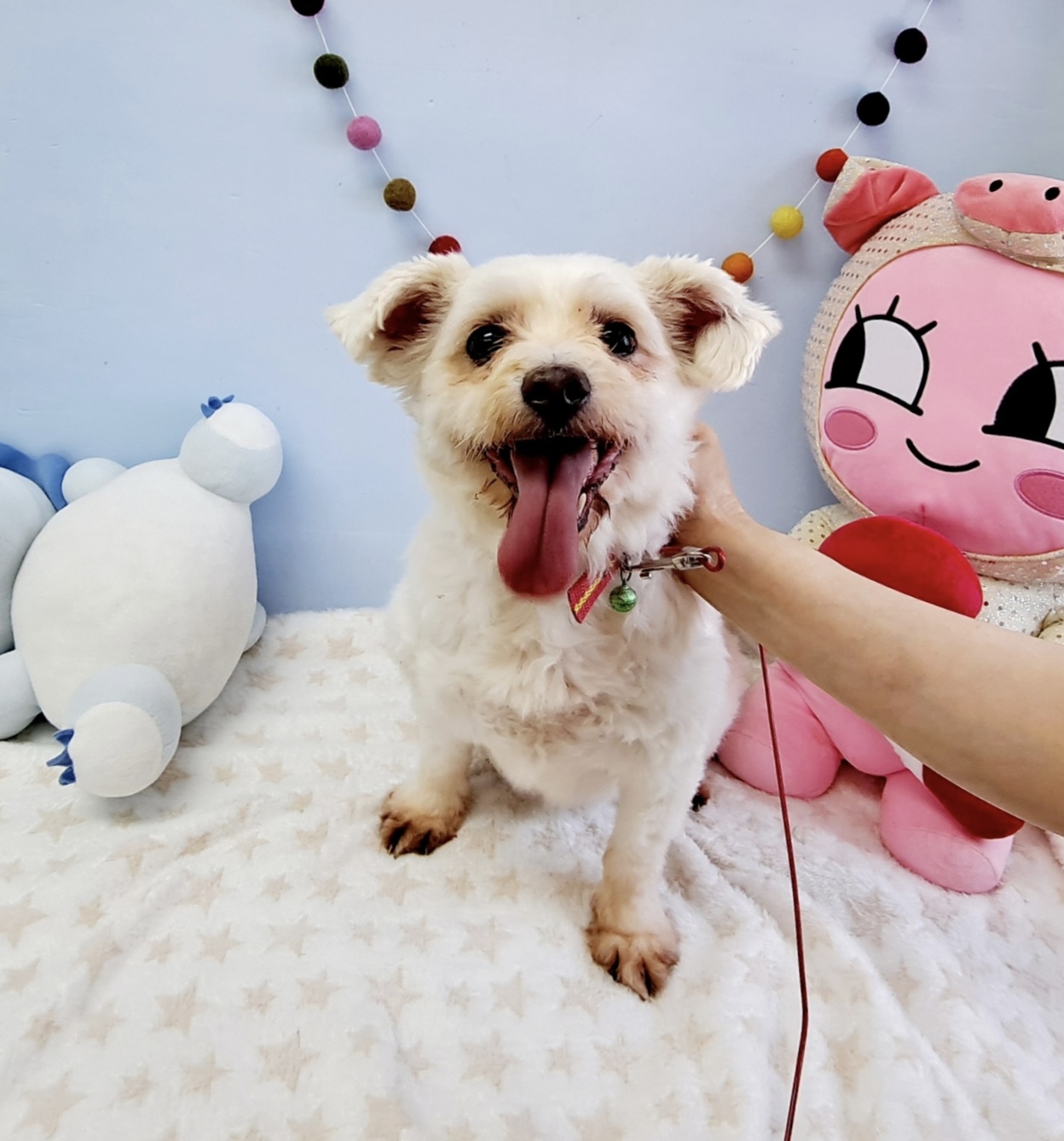 통영시동물보호센터_448533202300247