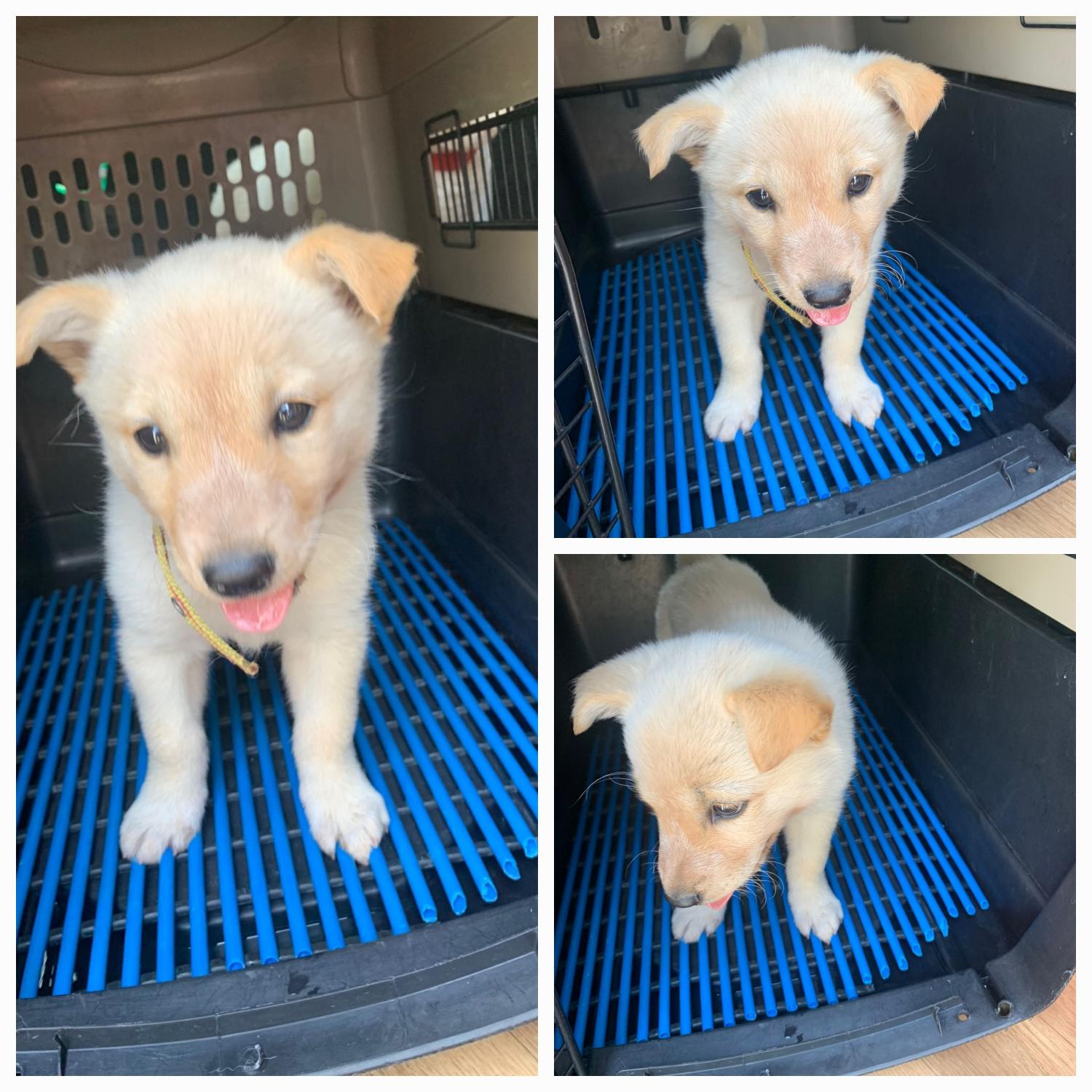 유기동물보호소_446481202300279