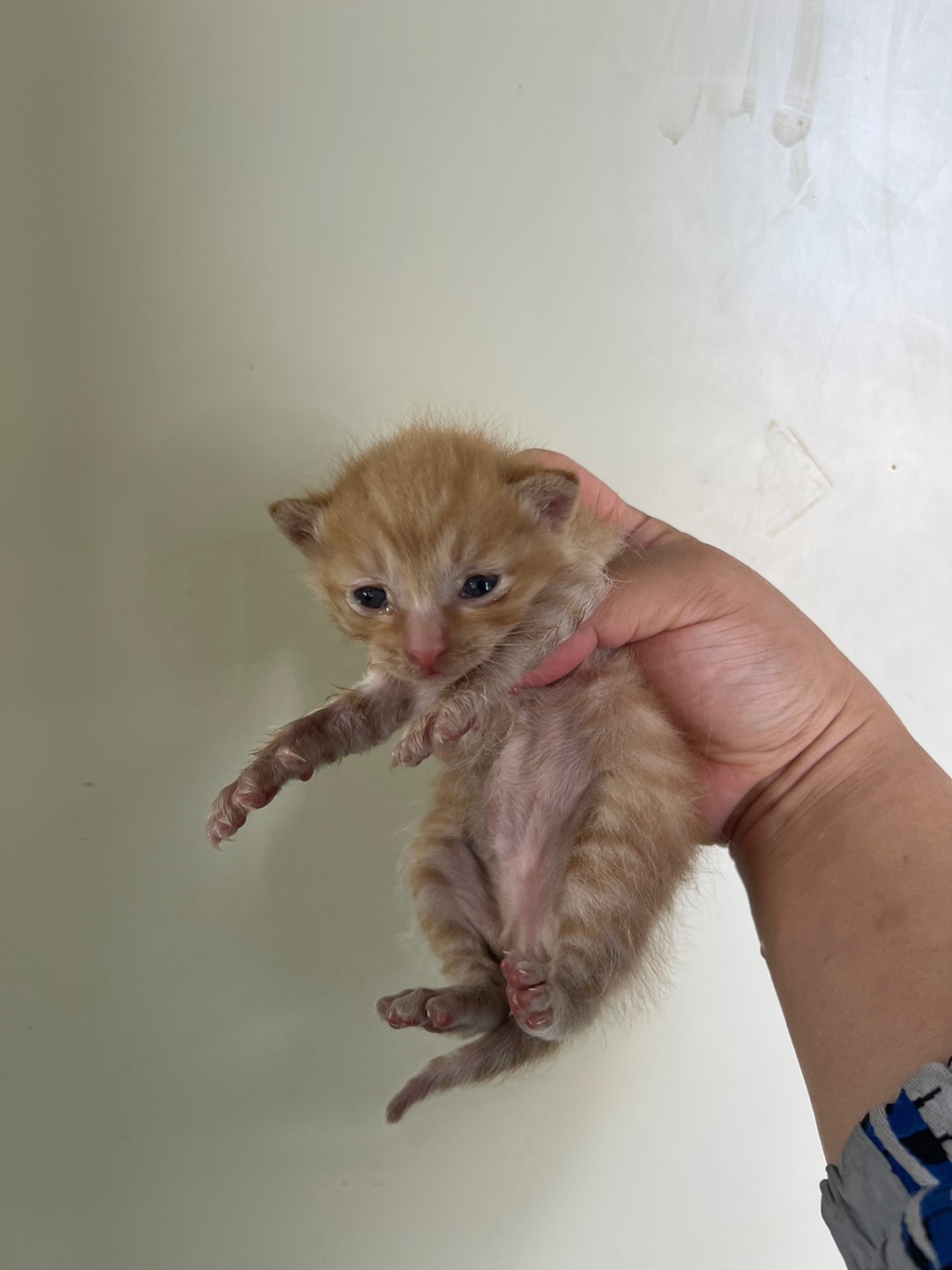 부산동물보호센터_426325202300125