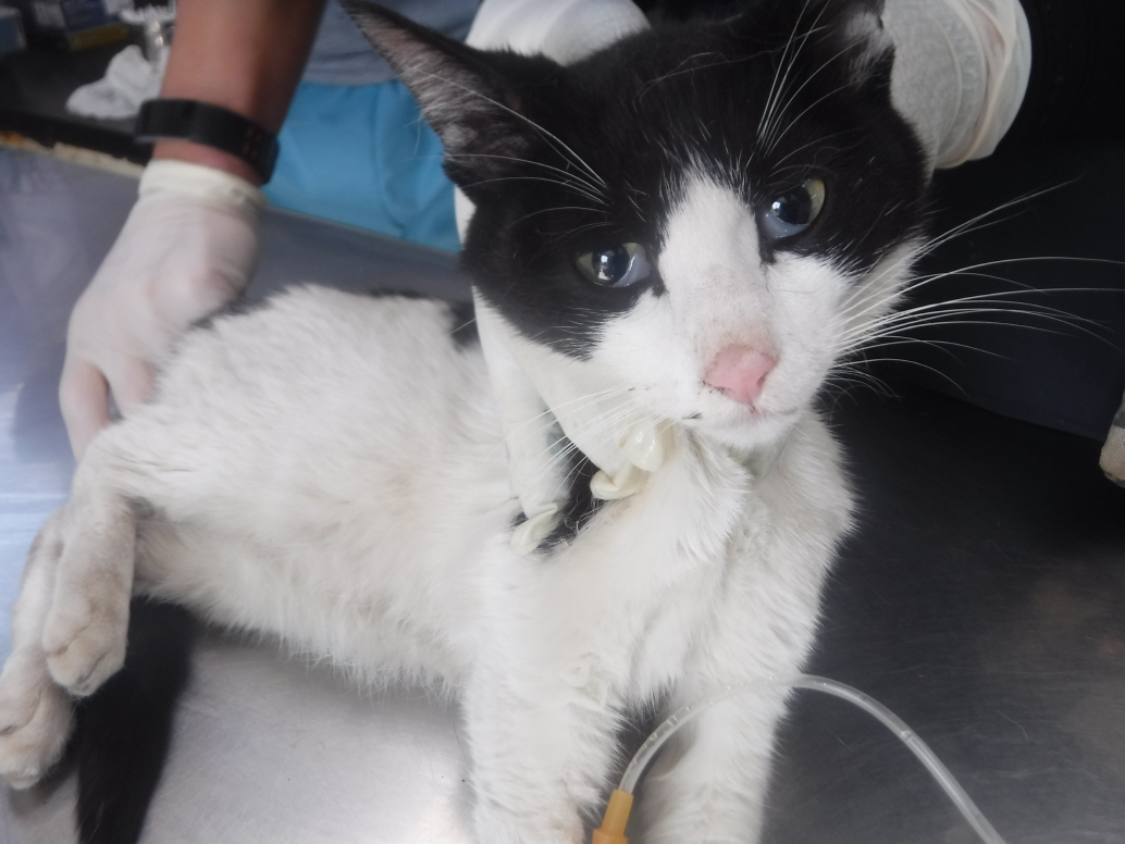 제주 동물보호센터_450650202301723