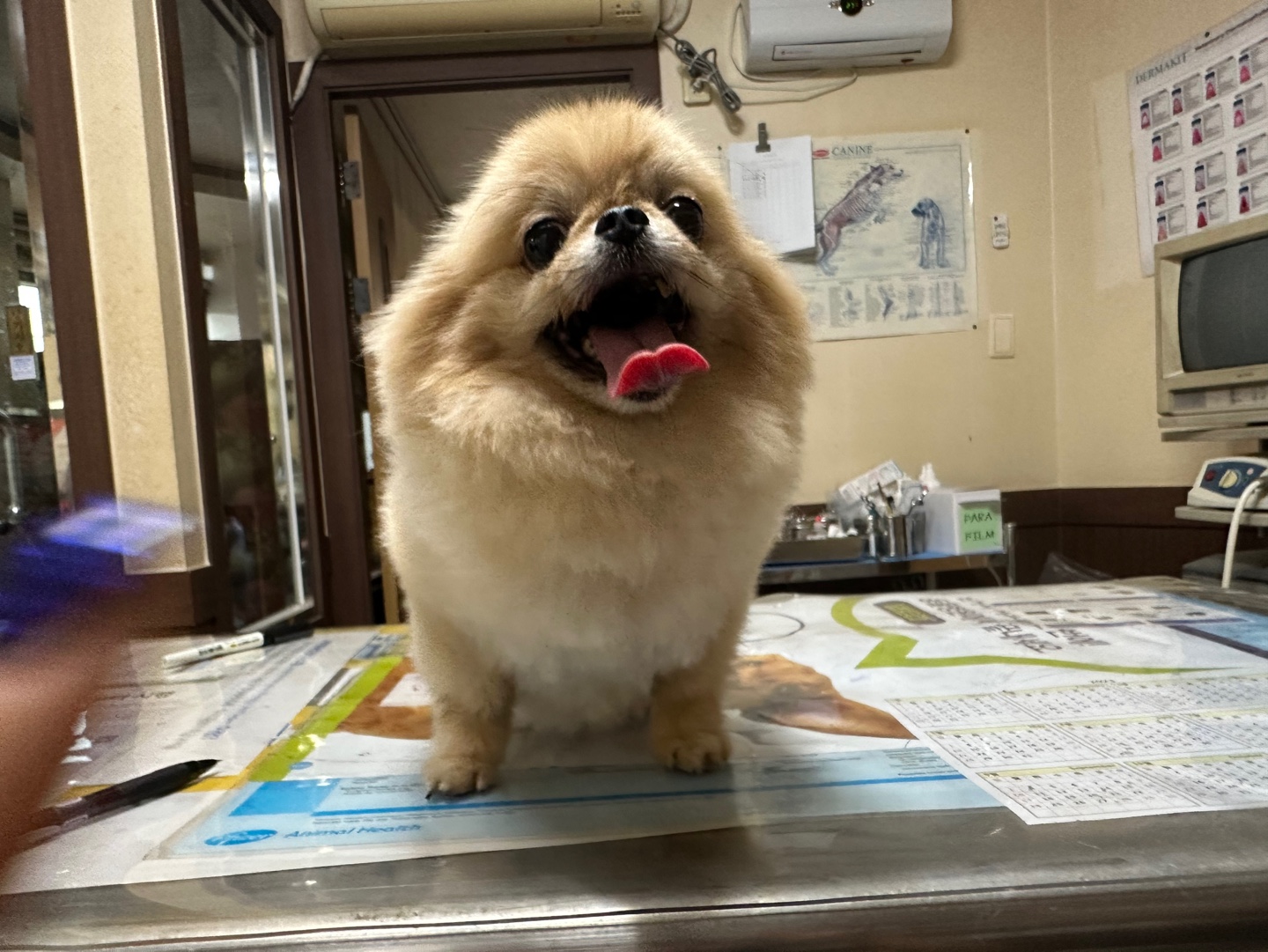 서신동물병원_445464202301968