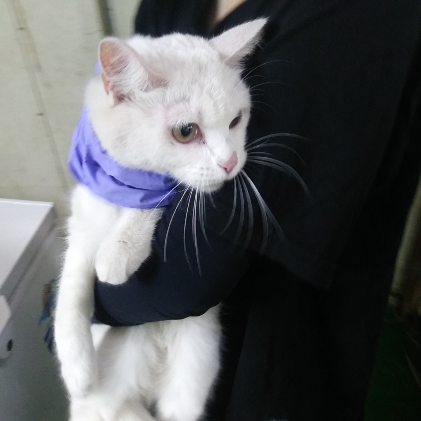 인천광역시수의사회_428352202300183
