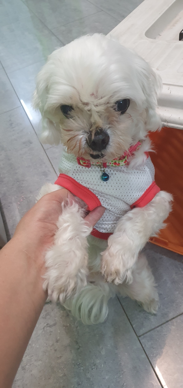 펫앤쉘터동물병원_441378202300900
