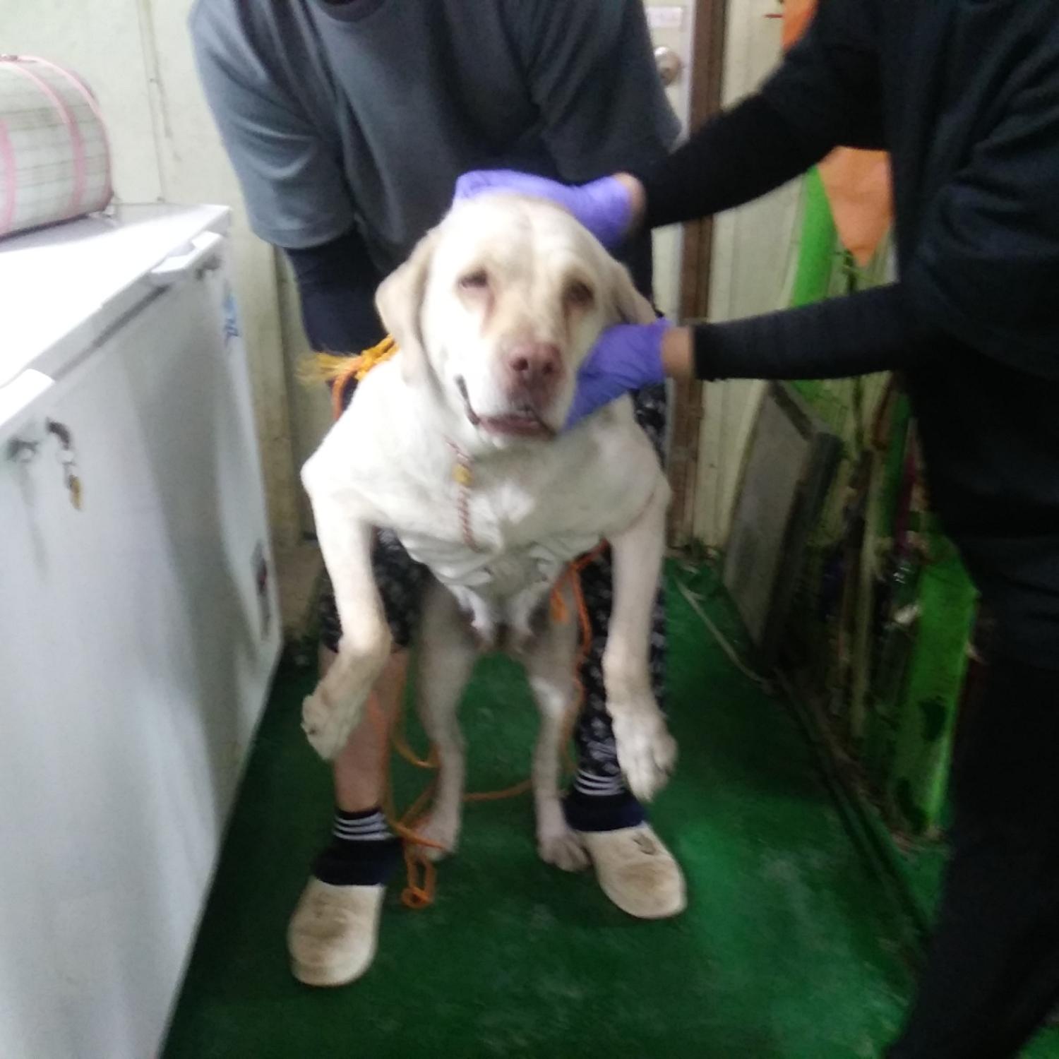 인천광역시수의사회_428353202300673